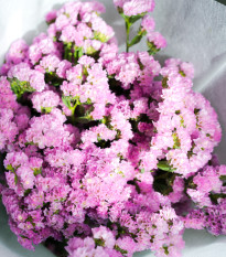 Limonka chobotnatá fialová - Limonium sinuatum - osivo limonky - 30 ks