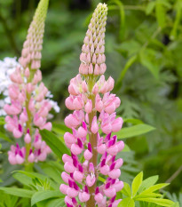 Lupina mnoholistá Russel Schlossfrau rosa - Vlčí bob mnoholistý - Lupinus polyphyllus - osivo lupiny - 30 ks