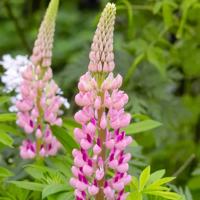 Lupina mnoholistá Russel Schlossfrau rosa - Vlčí bob mnoholistý - Lupinus polyphyllus - osivo lupiny - 30 ks