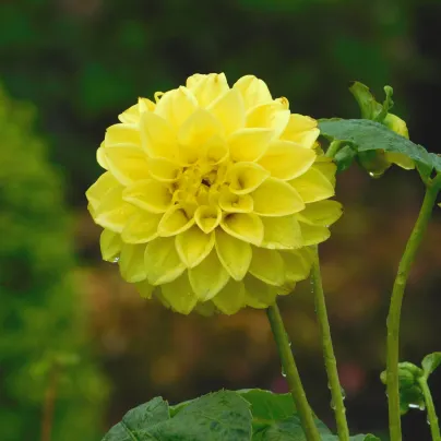 Jiřinka Cézanne - Dahlia - hlízy jiřinek - 1 ks