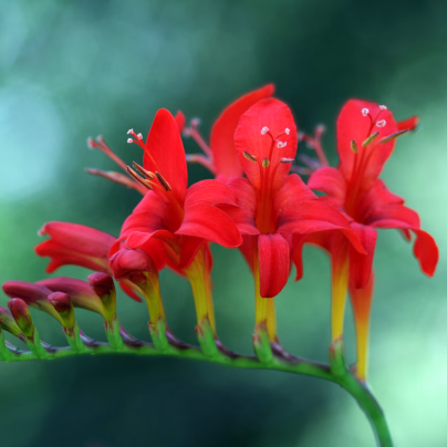 Montbrécie Lucifer - Crocosmia - hlízy montbrécií - 4 ks