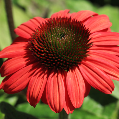 Třapatkovka Red Magnus - Echinacea - prostokořenná sazenice třapatkovky - 1 ks