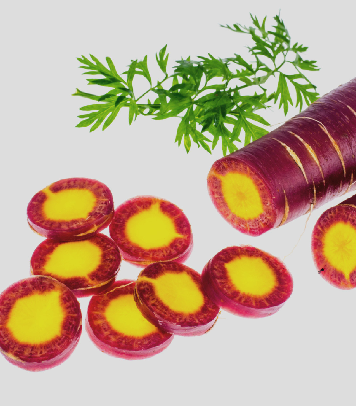 BIO Mrkev fialová Lila Lu SG - Daucus carota - bio osivo mrkve - 200 ks