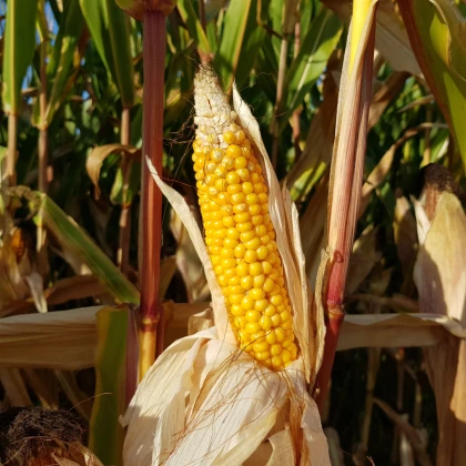BIO Kukuřice cukrová Golden Bantam - Zea mays - bio osivo kukuřice - 16 ks