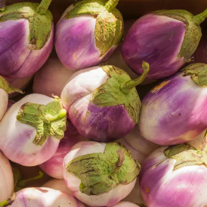 BIO Lilek Rosa Bianca - Solanum melongena - bio osivo lilku - 20 ks