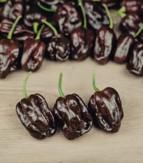 Chilli Brazilský pepř - Capsicum Chinense - osivo chilli - 6 ks