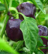BIO Paprika Babybell Chocolate - Capsicum annuum - bio osivo papriky - 10 ks
