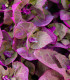 BIO Lebeda zahradní - Atriplex hortensis - bio osivo lebedy - 40 ks