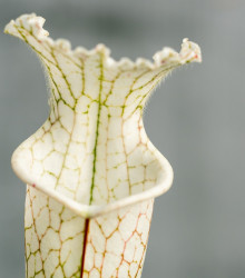 Špirlice bělolistá bílá - Sarracenia leucophylla - osivo špirlice - 10 ks