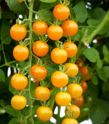 Rajče Yoney F1- Solanum lycopersicum - osivo rajčat - 6 ks