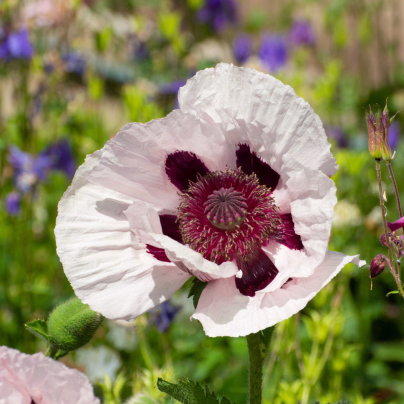 Mák východní Checkers - Papaver orientale - osivo máku - 50 ks