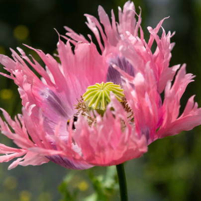 Mák okrasný Lilac Pompon - Papaver somniferum - osivo máku - 200 ks