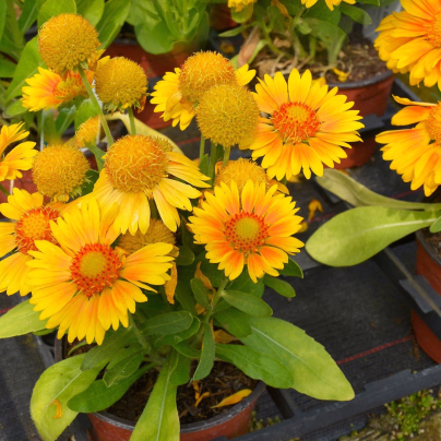 Kokarda Arizona Apricot - Gaillardia aristata - osivo kokardy - 10 ks