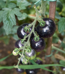 BIO Rajče Indigo Rose - Lycopersicon esculentum - bio osivo rajčat - 7 ks