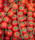 BIO Rajče divoké Rote Murmel - Solanum pimpinellifolium - bio osivo rajčat - 6 ks