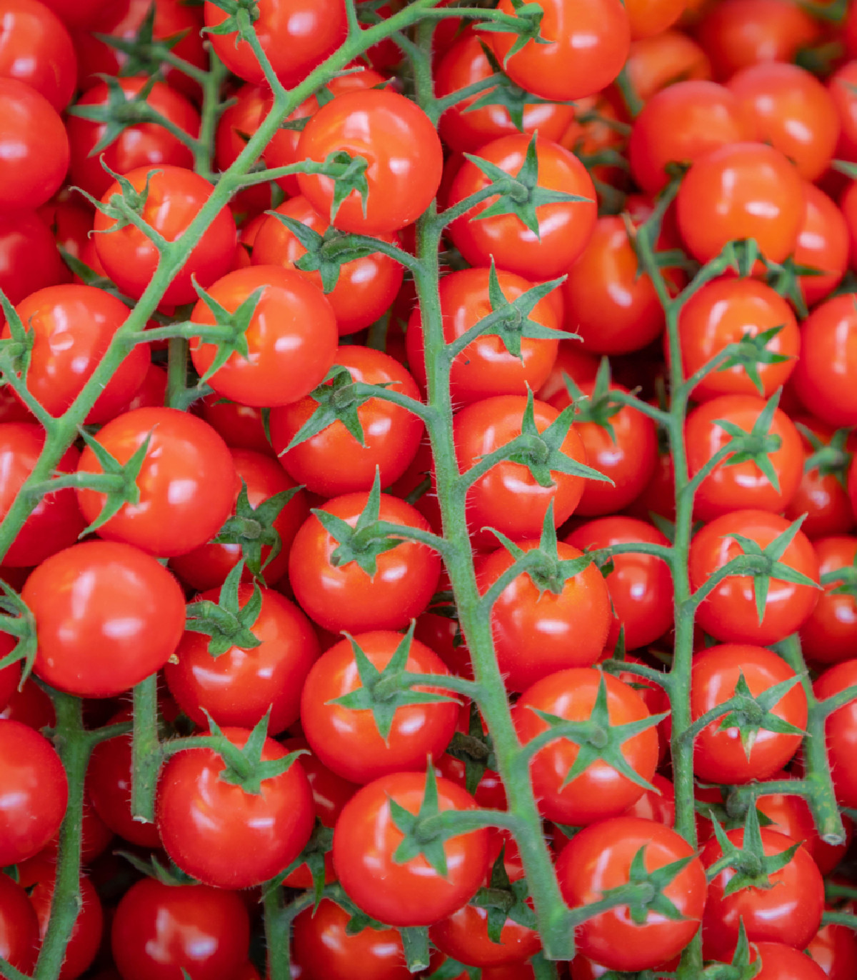 BIO Rajče divoké Rote Murmel - Solanum pimpinellifolium - bio osivo rajčat - 6 ks