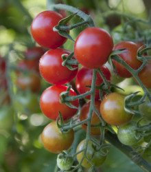 BIO Rajče koktejlové Primavera - Solanum lycopersicum - osivo - 7 ks