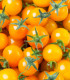 BIO Rajče Tom Yellow - Solanum lycopersicum - bio osivo rajčat - 7 ks