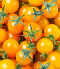 BIO Rajče Tom Yellow - Solanum lycopersicum - bio osivo rajčat - 7 ks