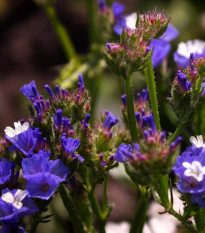 Limonka chobotnatá QIS Pale Blue - Limonium sinuatum - osivo limonky - 30 ks
