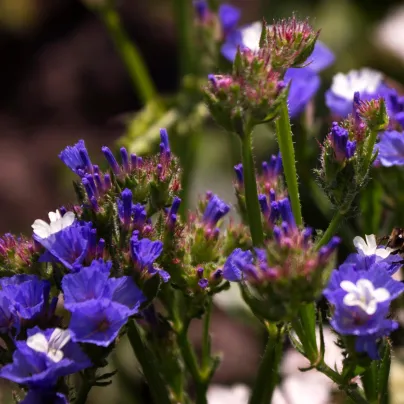 Limonka chobotnatá QIS Pale Blue - Limonium sinuatum - osivo limonky - 30 ks
