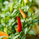 Chili Prairie Fire - Capsicum annuum - osivo chilli - 6 ks
