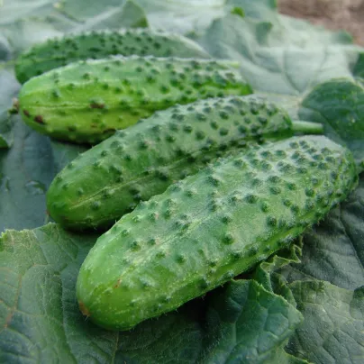 Okurka nakládačka Corveta F1 - Cucumis sativus - osivo okurky - 20 ks