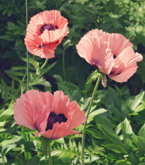 Mák východní Raspberry Queen - Papaver orientalis - prostokořenná sazenice máku - 1 ks