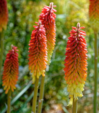 Mnohokvět červeno-žlutý - Kleopatřina jehla - Kniphofia - prostokořenná sazenice mnohokvětu - 1 ks