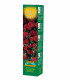Růže velkokvětá pnoucí tmavě červená - Rosa - prostokořenná sazenice růže - 1 ks