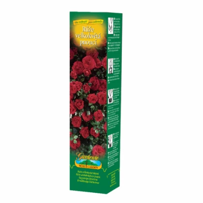 Růže velkokvětá pnoucí tmavě červená - Rosa - prostokořenná sazenice růže - 1 ks