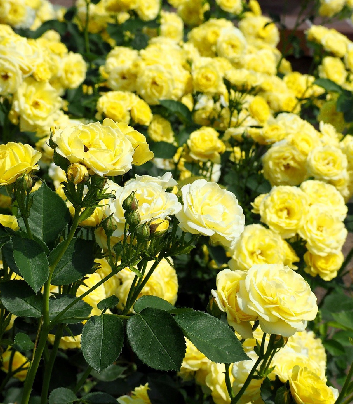 Růže velkokvětá pnoucí žlutá - Rosa - prostokořenná sazenice růže - 1 ks