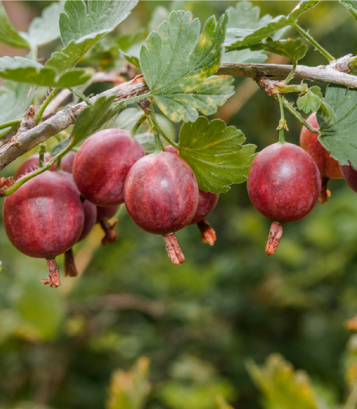 Angrešt červený - Ribes uva-crispa - prostokořenná sazenice angreštu - 1 ks