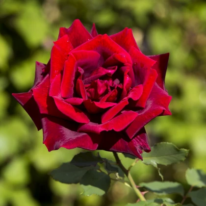 Růže záhonová červená - Rose - prostokořenná sazenice růže - 1 ks