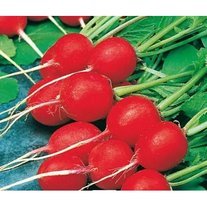 Ředkvička Ilka - Rahanus sativus - osivo ředkvičky - 50 ks