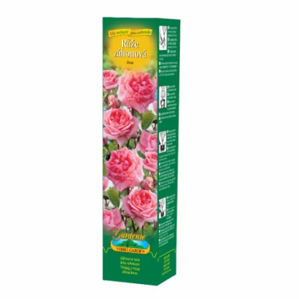 Růže záhonová tmavě růžová - Rosa - prostokořenná sazenice růže - 1 ks