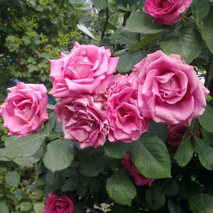 Růže záhonová tmavě růžová - Rosa - prostokořenná sazenice růže - 1 ks