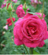Růže velkokvětá tmavě růžová - Rosa - prostokořenná sazenice růže - 1 ks
