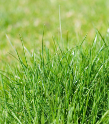 Chytrý trávník 3 v 1 - osivo - hnojivo - 0,5 x 10 m