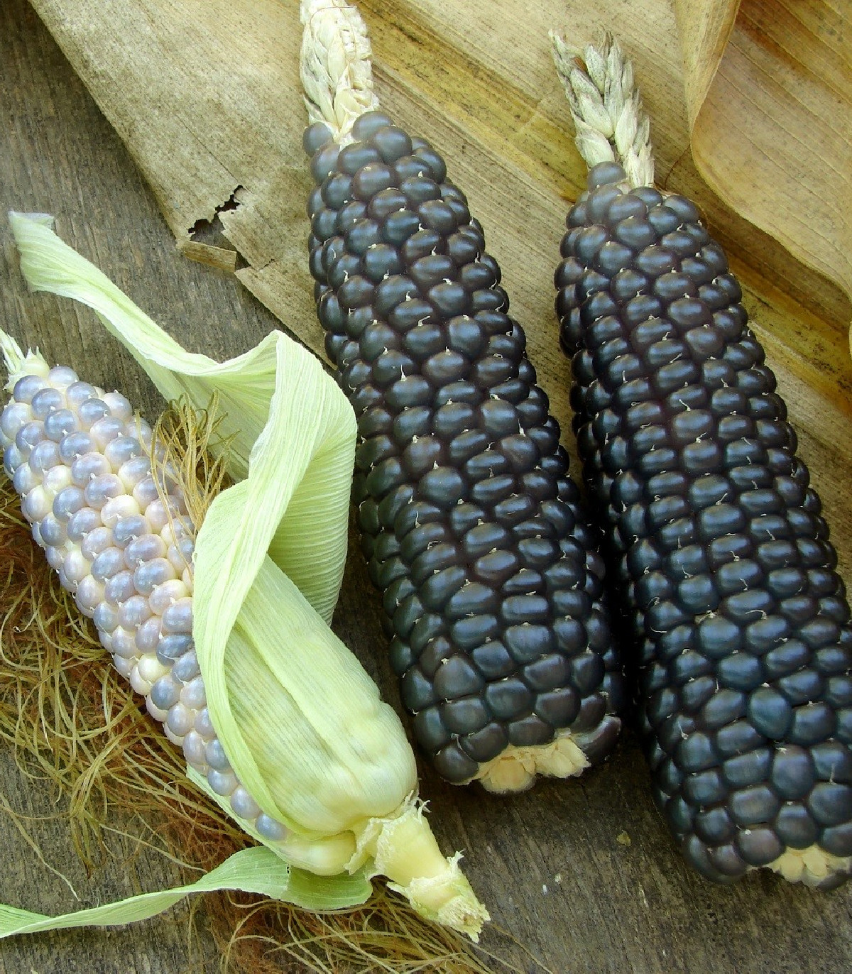 Kukuřice Negrocine - Zea Mays - osivo kukuřice - 15 ks
