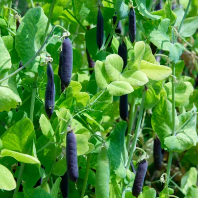 BIO Hrách Blauwschokker - Pisum sativum - bio osivo hrachu - 25 ks