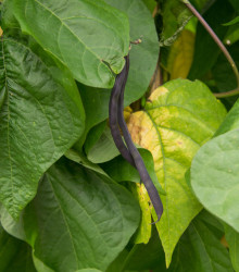BIO fazole Blauhilde - Phaseolus vulgaris - bio semena fazole - 25 ks