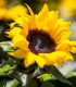 BIO Slunečnice Sunspot  - Helianthus annuus - bio osivo slunečnice - 8 ks
