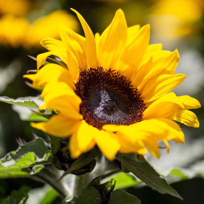 BIO Slunečnice Sunspot  - Helianthus annuus - bio osivo slunečnice - 8 ks