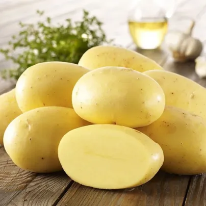 Sadbové brambory Agria - Solanum tuberosum - Kiepenkerl - sadba - 10 ks