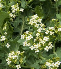 BIO Katráň přímořský - Crambe maritima - bio osivo katránu - 4 ks
