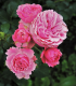 Růže velkokvětá pnoucí růžová - Rosa - prostokořenná sazenice růže - 1 ks