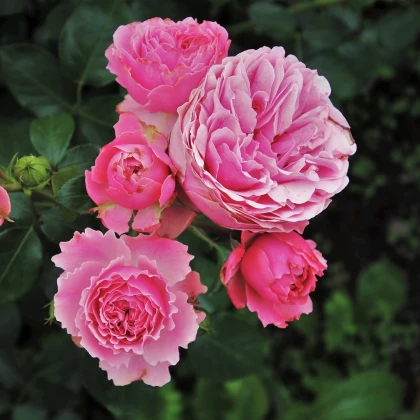 Růže velkokvětá pnoucí růžová - Rosa - prostokořenná sazenice růže - 1 ks