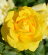 Růže záhonová žlutá - Rosa - prostokořenná sazenice růže - 1 ks