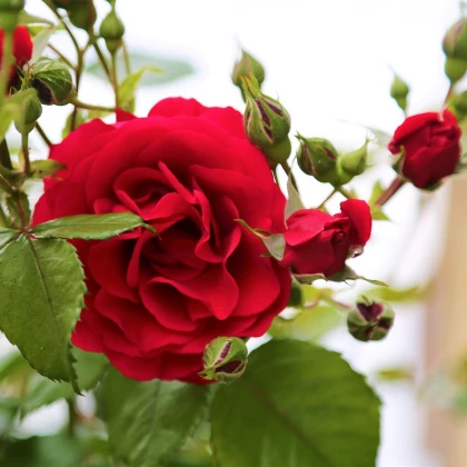 Růže velkokvětá pnoucí červená - Rosa - prostokořenná sazenice růže - 1 ks